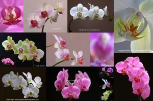 Orchid Flower Fine Art Photography
